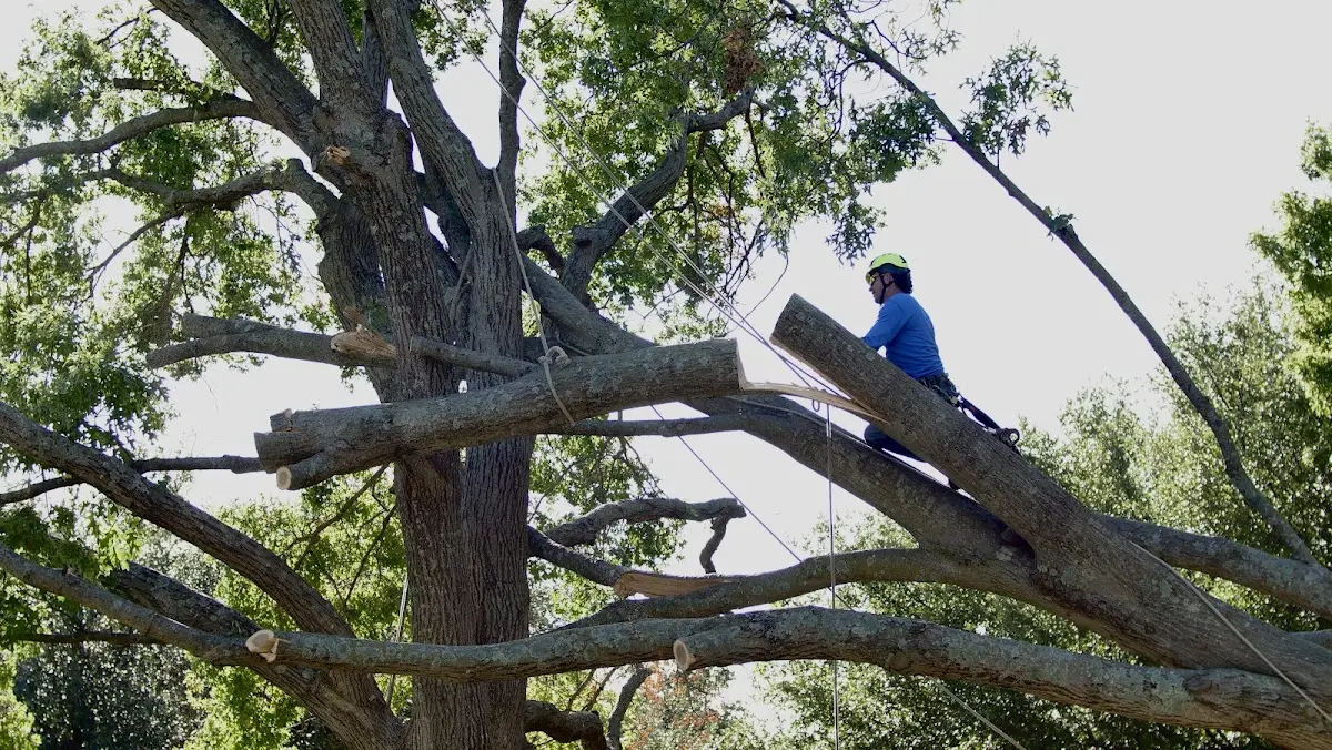 Professional Crown Thinning performed by certified arborists in Kansasville