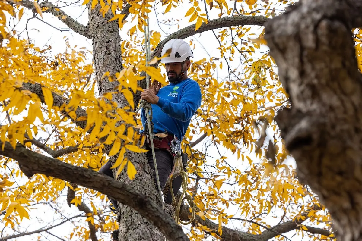 Skilled Tree Planing crew working in Kansasville