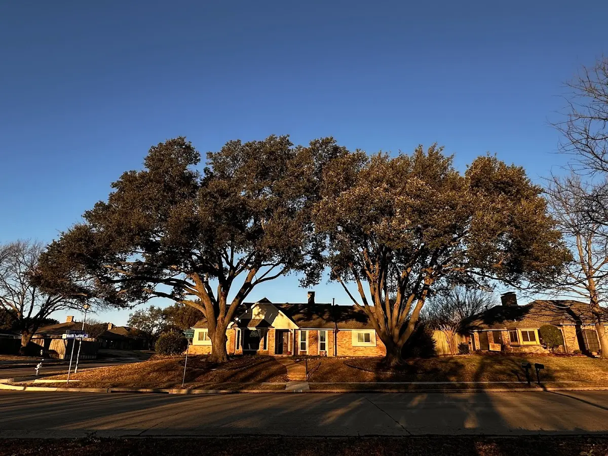 Established residential canopy tree shading a home in Kansasville